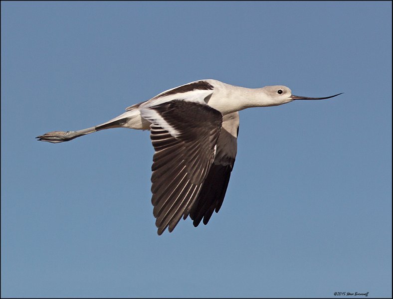 _5SB4939 american avocet.jpg